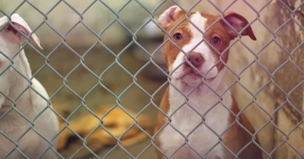 Arizona Moves to Revoke Underdog Fantasy Licence